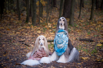 Two gorgeous Afghan hounds in beautiful shawls against the background of the forest, women of...