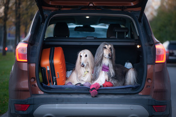 Two elegant Afghan hounds in the car, the concept of travel with animals, transportation of dogs....