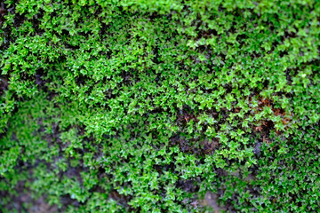 Green moss in the morning, nature background