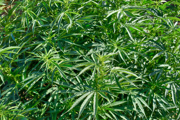 Organic farming with hemp in Central Oregon