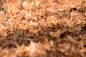 Herbst und Laub auf der Straße