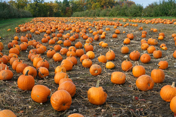 pumpkins in the field in autumn harvest season