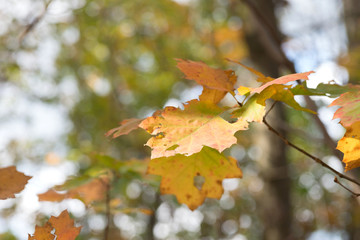 Ein Baum und Blätter im Herbst