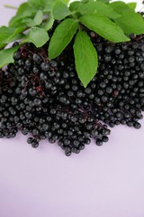 Elderberry berries bunch on a light lilac background.Fresh fruit black elderberry. Harvest, food.