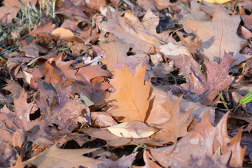 Herbst, Laun und Blätter von einem Baum