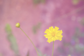 yellow flowers with green bokeh