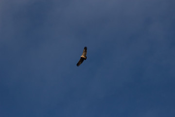 aguila volando con cielo azul