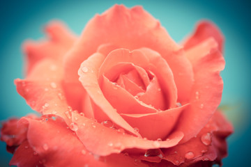 fresh rose with water drops