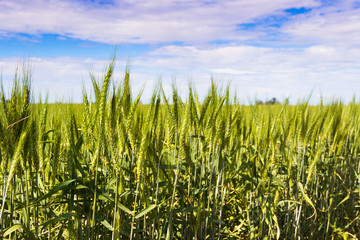 Green wheat fields in the Argentine Pampa
