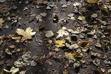 Осенняя листва на земле