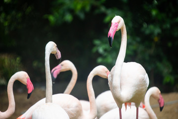 The Group of Pink flamingo