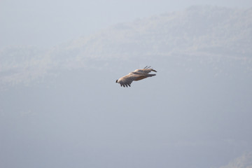 aguila volando con cielo azul