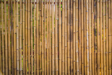 Nature bamboo fence