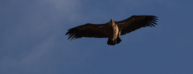 aguila volando con cielo azul