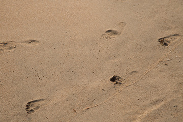 Foot print of father and child on the beach