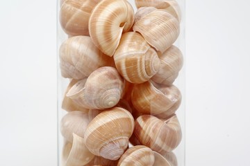 エスカルゴの殻