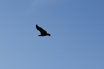 aguila volando con cielo azul