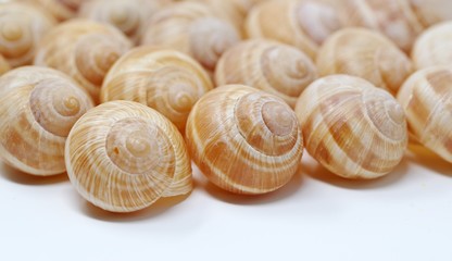 エスカルゴの殻