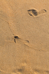 Fototapeta na wymiar Foot print of father and child on the beach