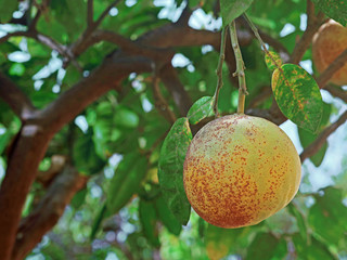 close up of single fresh ripening pomelo hang on branch of the tree with copy space