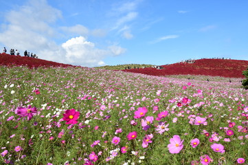 コキアとコスモス