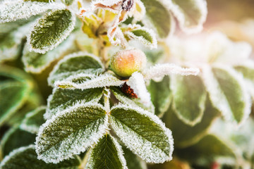 berries and leaves of wild rose in the ice crystals at the first frost