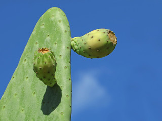 Picky pear cactus with fruits against blue sky background with copy space