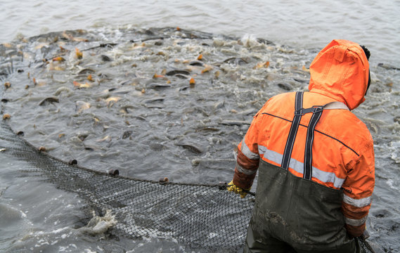 Abfischen, Karpfenteich