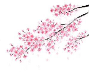 桜　水墨画　彩墨画
