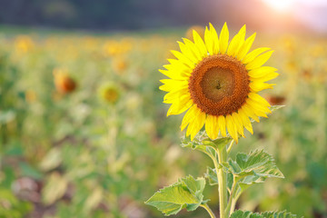 sunflower filed in nature