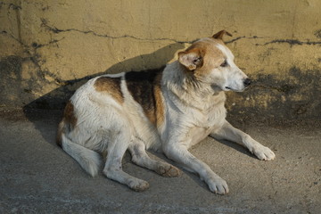 Stray dog