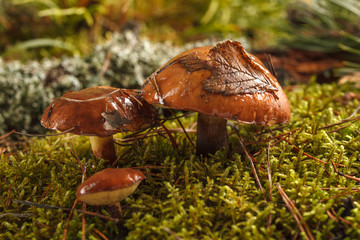 Mushrooms growing in the autumn forest. Harvesting mushrooms.