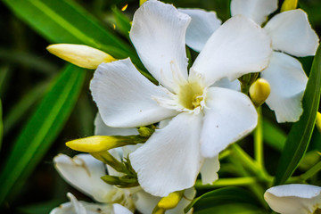 Obraz premium White Fawn Lilies in Yuma, Arizona