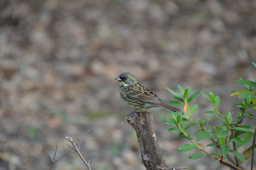 冬になるとやって来るアオジ（オス）