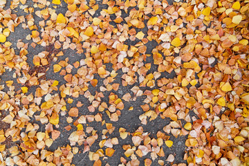 Yellow fallen birch leaves on an asphalt road. Top view