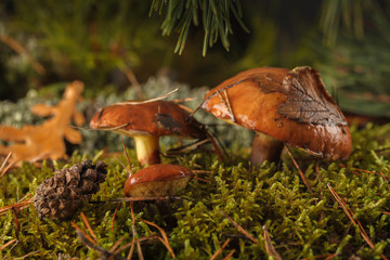 Mushrooms with drops of dew on the moss in the forest on an autumn day with a blurred background.