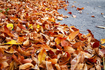 Fallen leaves on an asphalt road in the city. Selective focus