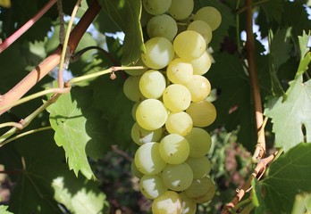 Juicy green grapes