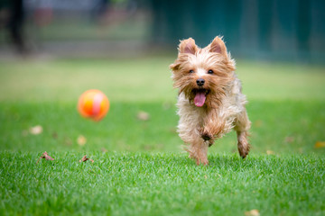 Yorkshire Terrier Running on a Grass Field - obrazy, fototapety, plakaty