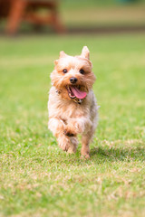 Yorkshire Terrier Running on a Grass Field