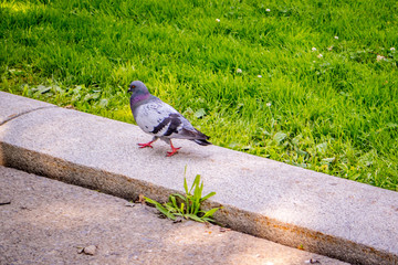 A Rock Dove in Albany, New York