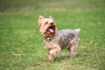 Yorkshire Terrier Running on a Grass Field