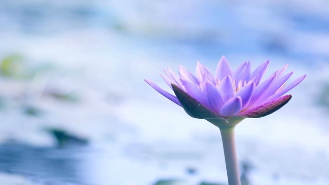 beautiful purple lotus , water lily flower in pond