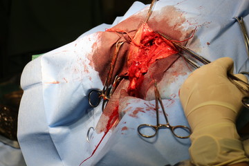 Surgical intervention by perineal hernia by dog (hernia involving the perineum) - obrazy, fototapety, plakaty