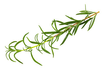 green fresh rosemary isolated on white background