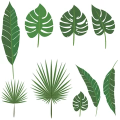 Fotobehang Monstera palmblad