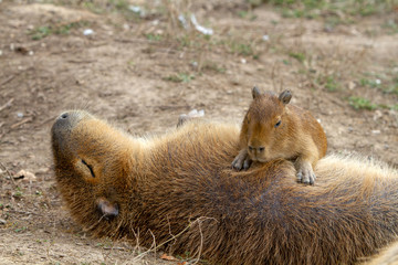Capybara ou Cabiaï ou cochon d'eau (Hydrochoerus hydrochaeris)