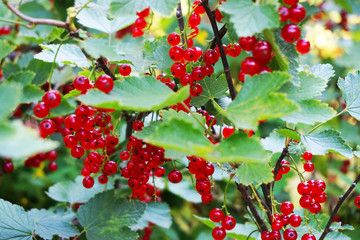 red currant fruit