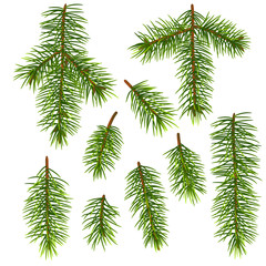 branch of fir tree isolated on white