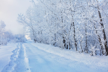 Winter landscape. Cold day.